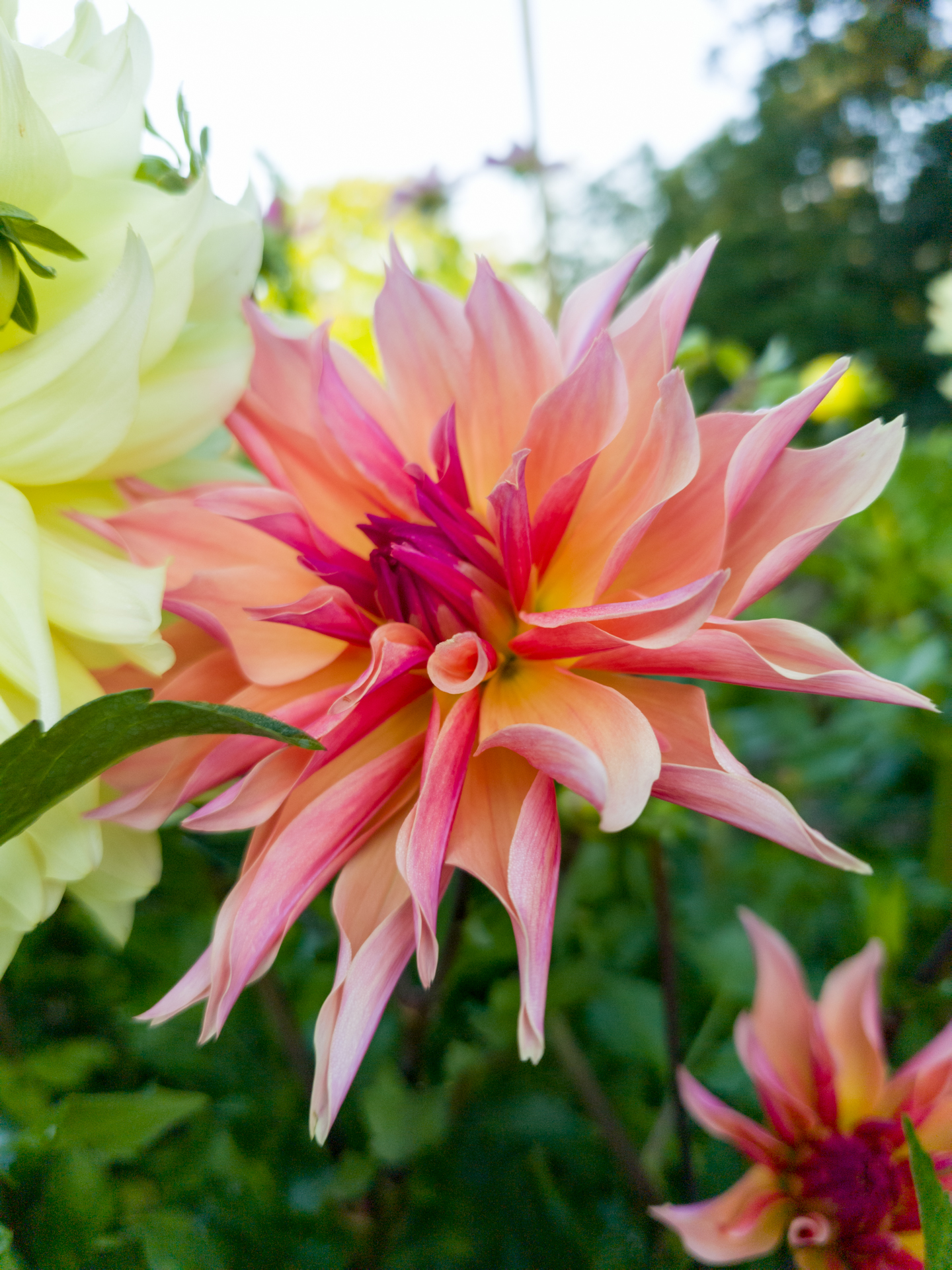 Delicate pink dahlia petals