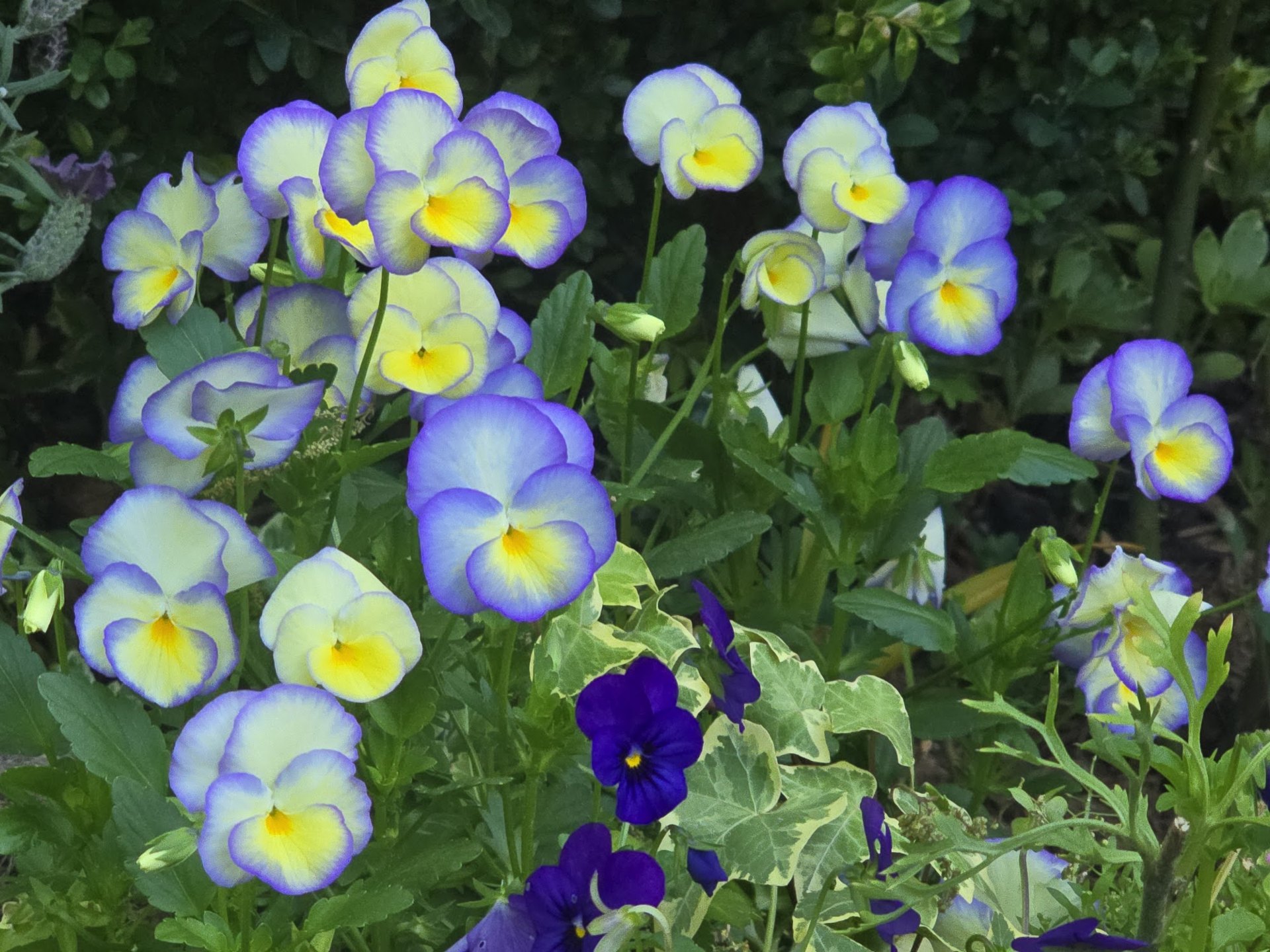 Blue, yellow and white pansies in a garden pot