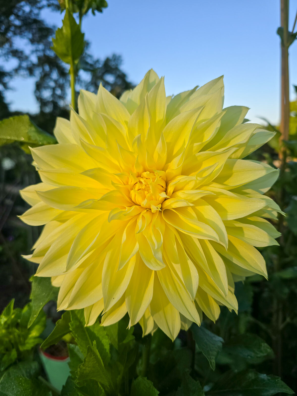Beautiful yellow dahlia bloom in morning sun