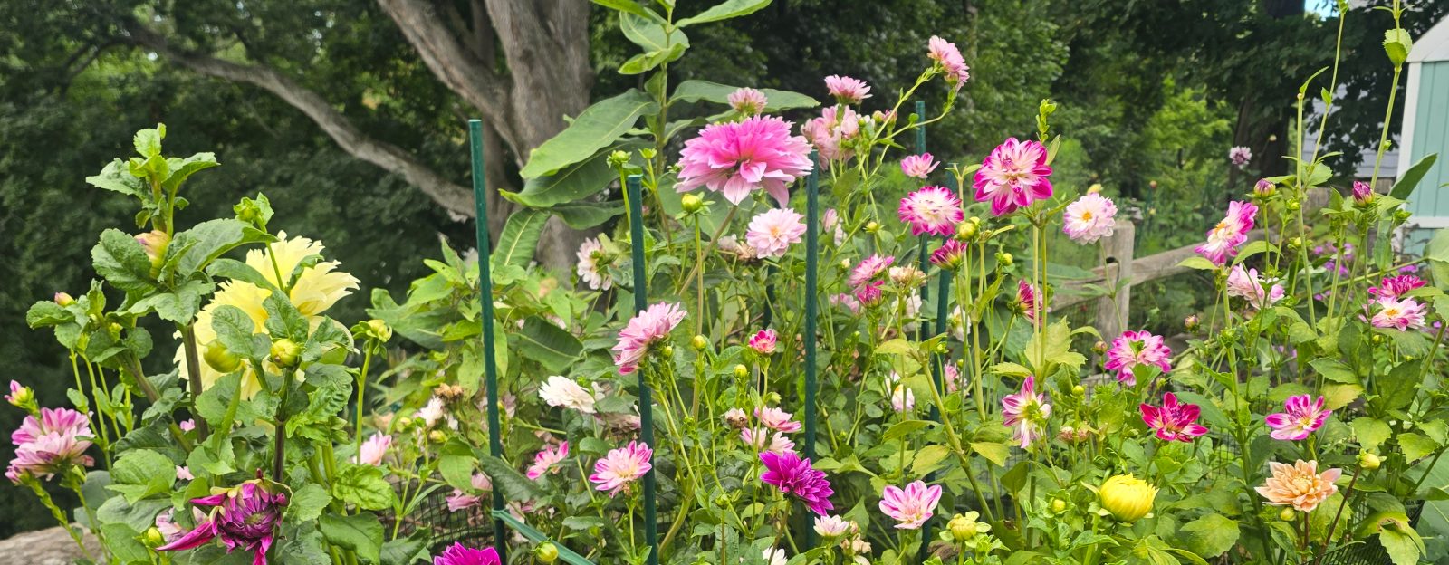 Pink, magenta and yellow dahlias blooming in the garden beneath a large tree