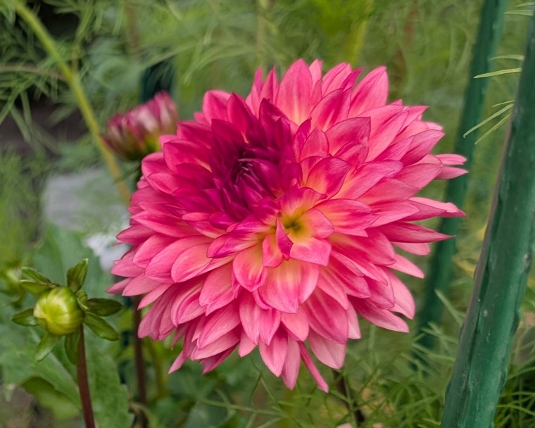 Pink and magenta dahlia in full bloom