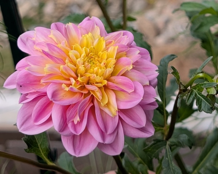Soft pink dahlia with a golden yellow center