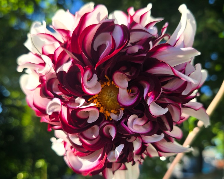 Close-up of a burgundy and white dahlia with curled petals